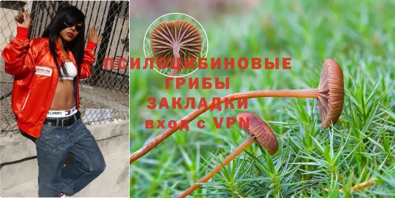 наркота  Амурск  Галлюциногенные грибы Psilocybe 